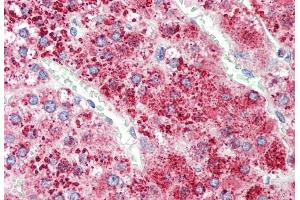 (ABIN1781849) (5 μg/mL) staining of paraffin embedded Human Adrenal Gland. (Apolipoprotein D 抗体  (AA 70-80))