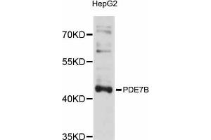 Western blot analysis of extracts of HepG2 cells, using PDE7B antibody (ABIN5998480) at 1/1000 dilution. (PDE7B 抗体)