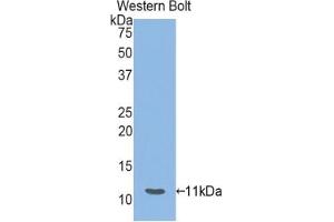 Detection of Recombinant HSPA8, Mouse using Polyclonal Antibody to Heat Shock 70 kDa Protein 8 (HSPA8) (Hsc70 抗体  (AA 534-615))