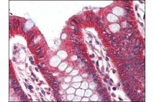 Human Colon (formalin-fixed, paraffin-embedded) stained with PLINat 2 µg/ml followed by biotinylated anti-goat IgG secondary antibody, alkaline phosphatase-streptavidin and chromogen. (PLIN1 抗体  (Internal Region))