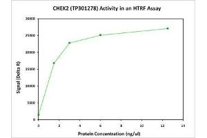 Activity Assay (AcA) image for Checkpoint Kinase 2 (CHEK2) (Transcript Variant 1) (Active) protein (Myc-DYKDDDDK Tag) (ABIN2713979)