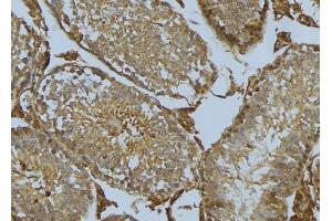 ABIN6275278 at 1/100 staining Mouse testis tissue by IHC-P.