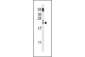 C10orf58 Antibody (C-term) (ABIN657369 and ABIN2846416) western blot analysis in  cell line lysates (35 μg/lane). (FAM213A 抗体  (C-Term))