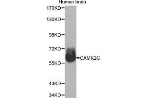 Western Blotting (WB) image for anti-Calcium/calmodulin-Dependent Protein Kinase II gamma (CAMK2G) (AA 300-410) antibody (ABIN1678951) (CAMKII gamma 抗体  (AA 300-410))