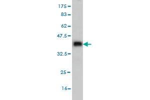 Western Blot detection against Immunogen (36. (AKAP4 抗体  (AA 1-100))