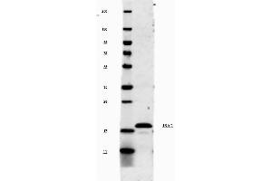 This antibody will recognize 10% of the non-denatured (native) precursor 31,000 MW mouse IL-1ß containing samples but will primarily detect all of the 17,000 MW mature molecule.