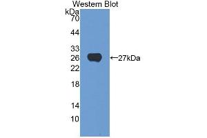 Detection of Recombinant CSN1, Human using Polyclonal Antibody to Casein Alpha (CSN1) (Casein alpha S1 抗体  (AA 16-185))