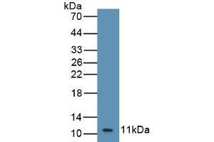Detection of Recombinant GROb, Equine using Polyclonal Antibody to Chemokine (C-X-C Motif) Ligand 2 (CXCL2) (CXCL2 抗体  (AA 35-107))