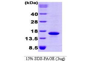 SDS-PAGE (SDS) image for Bone Morphogenetic Protein 7 (BMP7) (AA 293-431) protein (His tag) (ABIN666736) (BMP7 Protein (AA 293-431) (His tag))