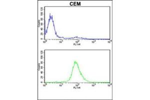 MPZ Antibody (C-term) flow cytometric analysis of CEM cells (bottom histogram) compared to a negative control cell (top histogram). (MPZ 抗体  (C-Term))