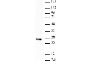 Histone H2B ubiquityl Lys120 antibody tested by Western blot. (Histone H2B 抗体  (Lys120, ubLys120))