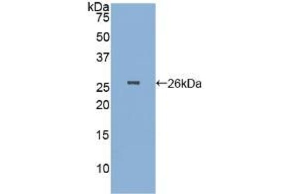 Pepsinogen A antibody  (AA 63-295)