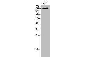 Western blot analysis of 293T lysis using Phospho-Flt-1 (Y1048) antibody.