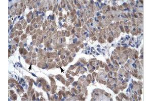 Image no. 1 for anti-Growth Arrest-Specific 7 (GAS7) (AA 118-167) antibody (ABIN203173) (GAS7 抗体  (AA 118-167))