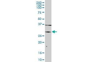 ARG1 MaxPab polyclonal antibody. (Liver Arginase 抗体  (AA 1-322))