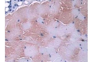 Detection of GLRX in Mouse Skeletal muscle Tissue using Polyclonal Antibody to Glutaredoxin (GLRX) (Glutaredoxin 1 抗体  (AA 2-107))