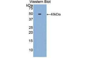 Western Blotting (WB) image for anti-Fetuin B (FETUB) (AA 149-255) antibody (ABIN1858847)