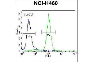 Flow cytometric analysis of NCI-H460 cells (right histogram) compared to a negative control cell (left histogram). (Acetylcholinesterase 抗体  (N-Term))