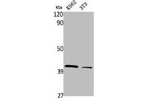 Western Blot analysis of K562 NIH-3T3 cells using PRPF18 Polyclonal Antibody