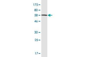 Western Blot detection against Immunogen (61. (PEX10 抗体  (AA 1-326))