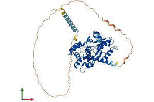 AlphaFold protein structure predicition of Human Recombinant CHST8 Protein, UniprotID Q9H2A9