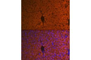 Immunofluorescence analysis of mouse liver using Hemopexin (HPX) (HPX) Rabbit mAb (ABIN7267611) at dilution of 1:100 (40x lens). (Hemopexin 抗体)