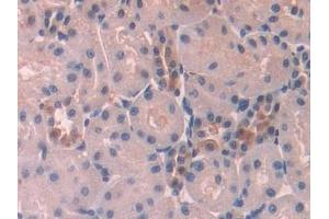 Immunohistochemistry (IHC) image for anti-Phospholipase A2, Group IID (PLA2G2D) (AA 20-134) antibody (ABIN7443731)