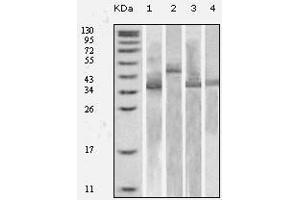 Western Blot showing Trx antibody used against various fusion protein with Trx tag. (TXN 抗体)