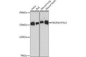 Western blot analysis of extracts of various cell lines, using PIK3R4/VPS15 Rabbit mAb (ABIN7269322) at 1:1000 dilution. (PIK3R4 抗体)