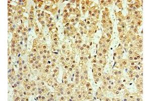 Immunohistochemistry of paraffin-embedded human adrenal gland tissue using ABIN7156876 at dilution of 1:100 (IL-25 抗体  (AA 33-177))