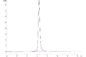 The purity of Cynomolgus CD3E&CD3G was greater than 95 % as determined by SEC-HPLC. (CD3E & CD3G (AA 22-117) protein (Fc Tag))