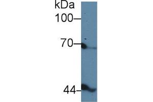 Western Blot; Sample: Gallus Serum; Primary Ab: 5µg/ml Rabbit Anti-Gallus INHbB Antibody Second Ab: 0. (INHBB 抗体  (AA 277-391))