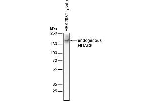 Western blotting analysis of human HDAC6 by mouse monoclonal antibody 3D2 in HEK-293T cell line under reducing conditions. (HDAC6 抗体)