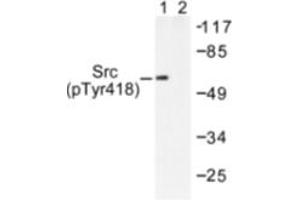 Image no. 1 for anti-Nuclear Receptor Coactivator 1 (NCOA1) (pTyr418) antibody (ABIN318122) (NCOA1 抗体  (pTyr418))