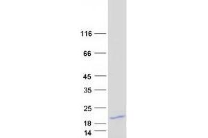 Western Blotting (WB) image for Protein Kinase (CAMP-Dependent, Catalytic) Inhibitor alpha (PKIA) (Transcript Variant 6) protein (Myc-DYKDDDDK Tag) (ABIN2729031)
