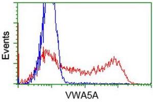 HEK293T cells transfected with either RC212185 overexpress plasmid (Red) or empty vector control plasmid (Blue) were immunostained by anti-VWA5A antibody (ABIN2453785), and then analyzed by flow cytometry. (VWA5A 抗体)