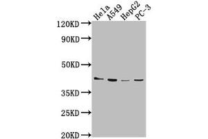 Western Blot Positive WB detected in: Hela whole cell lysate, A549 whole cell lysate, HepG2 whole cell lysate, PC-3 whole cell lysate All lanes: LPAR6 antibody at 1:2000 Secondary Goat polyclonal to rabbit IgG at 1/50000 dilution Predicted band size: 40 kDa Observed band size: 40 kDa (LPAR6 抗体  (AA 292-313))