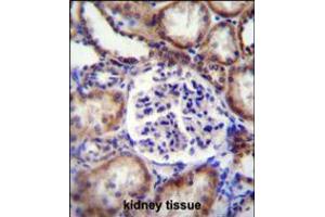 EFNB2 Antibody immunohistochemistry analysis in formalin fixed and paraffin embedded human kidney tissue followed by peroxidase conjugation of the secondary antibody and DAB staining. (Ephrin B2 抗体  (AA 157-186))