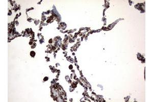 Image no. 1 for anti-Vimentin (VIM) (AA 210-466) antibody (ABIN1491200) (Vimentin 抗体  (AA 210-466))