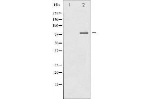 Western blot analysis of PKC delta expression in MCF7 whole cell lysates,The lane on the left is treated with the antigen-specific peptide. (PKC delta 抗体  (C-Term))