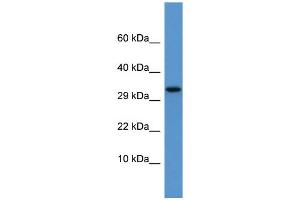 WB Suggested Anti-Apof Antibody Titration:  0. (Apolipoprotein F 抗体  (C-Term))