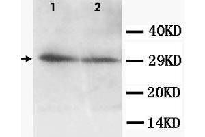 Western Blot analysis of AQP5 expression from cell extracts with AQP5 polyclonal antibody . (Aquaporin 5 抗体  (C-Term))