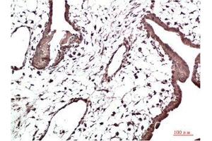 Immunohistochemical analysis of paraffin-embedded Human Placenta Tissue using HP-1γ Mouse mAb diluted at 1:200. (CBX3 抗体)