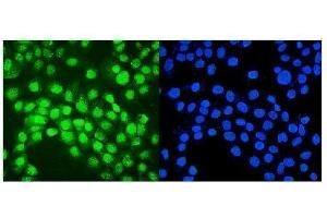 IF analysis of IRF1 using anti-IRF1 antibody (ABIN7600281).