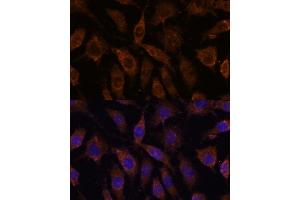 Immunofluorescence analysis of L929 cells using SUCLG1 antibody (ABIN7270623) at dilution of 1:100. (SUCLG1 抗体  (AA 41-346))