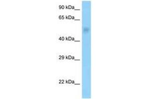 Image no. 1 for anti-Protein Phosphatase 2, Regulatory Subunit B'', gamma (PPP2R3C) (AA 58-107) antibody (ABIN6748223)
