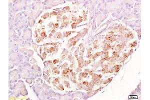 Formalin-fixed and paraffin embedded rat pancreas labeled with Anti-SRG4 Polyclonal Antibody, Unconjugated  at 1:200 followed by conjugation to the secondary antibody and DAB staining. (SUN5 抗体  (AA 161-275))