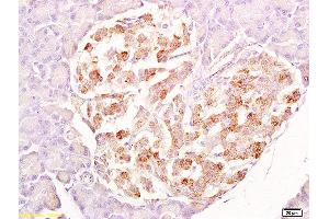 Formalin-fixed and paraffin embedded rat pancreas labeled with Anti-SRG4 Polyclonal Antibody, Unconjugated  at 1:200 followed by conjugation to the secondary antibody and DAB staining. (SUN5 抗体  (AA 161-275))