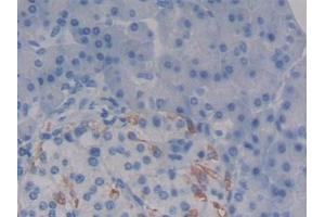 Detection of SDC1 in Human Pancreas Tissue using Polyclonal Antibody to Syndecan 1 (SDC1) (Syndecan 1 抗体  (AA 23-253))