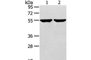 Western Blot analysis of 231 and hepg2 cell using TRIM62 Polyclonal Antibody at dilution of 1:400 (TRIM62 抗体)